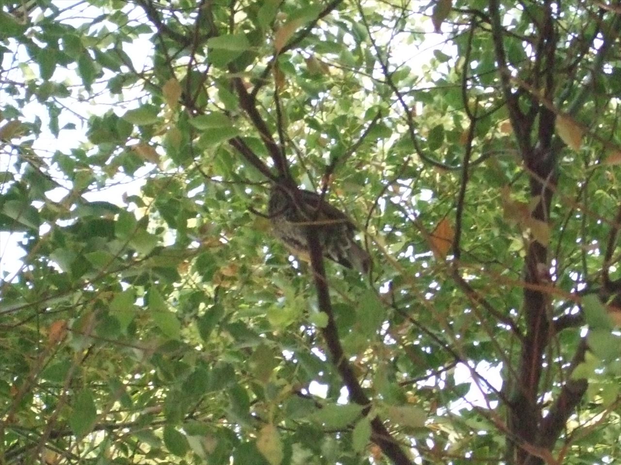 東別院にいた野鳥一羽