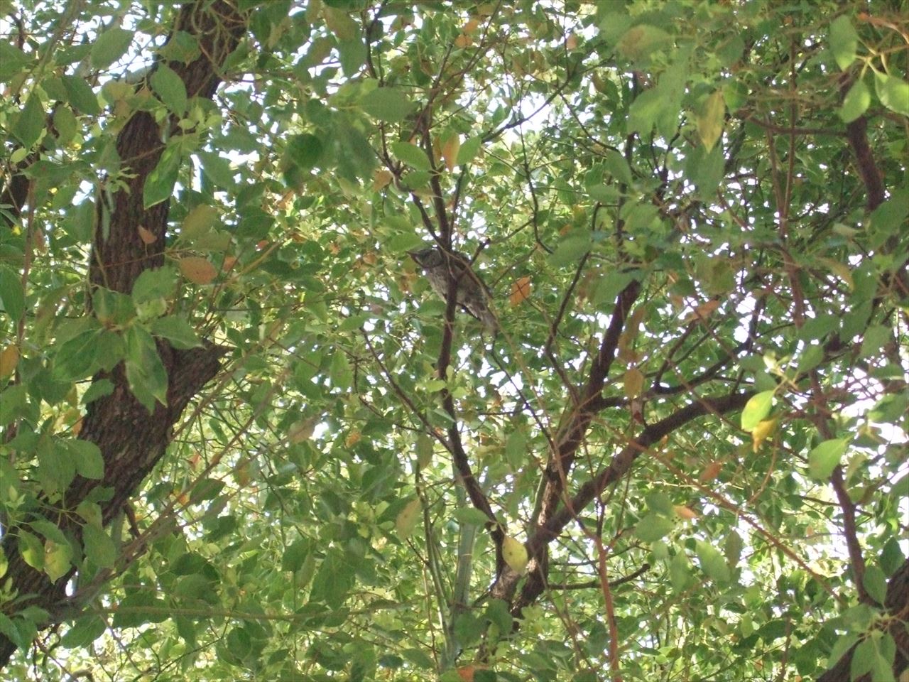 東別院にいた野鳥一羽です