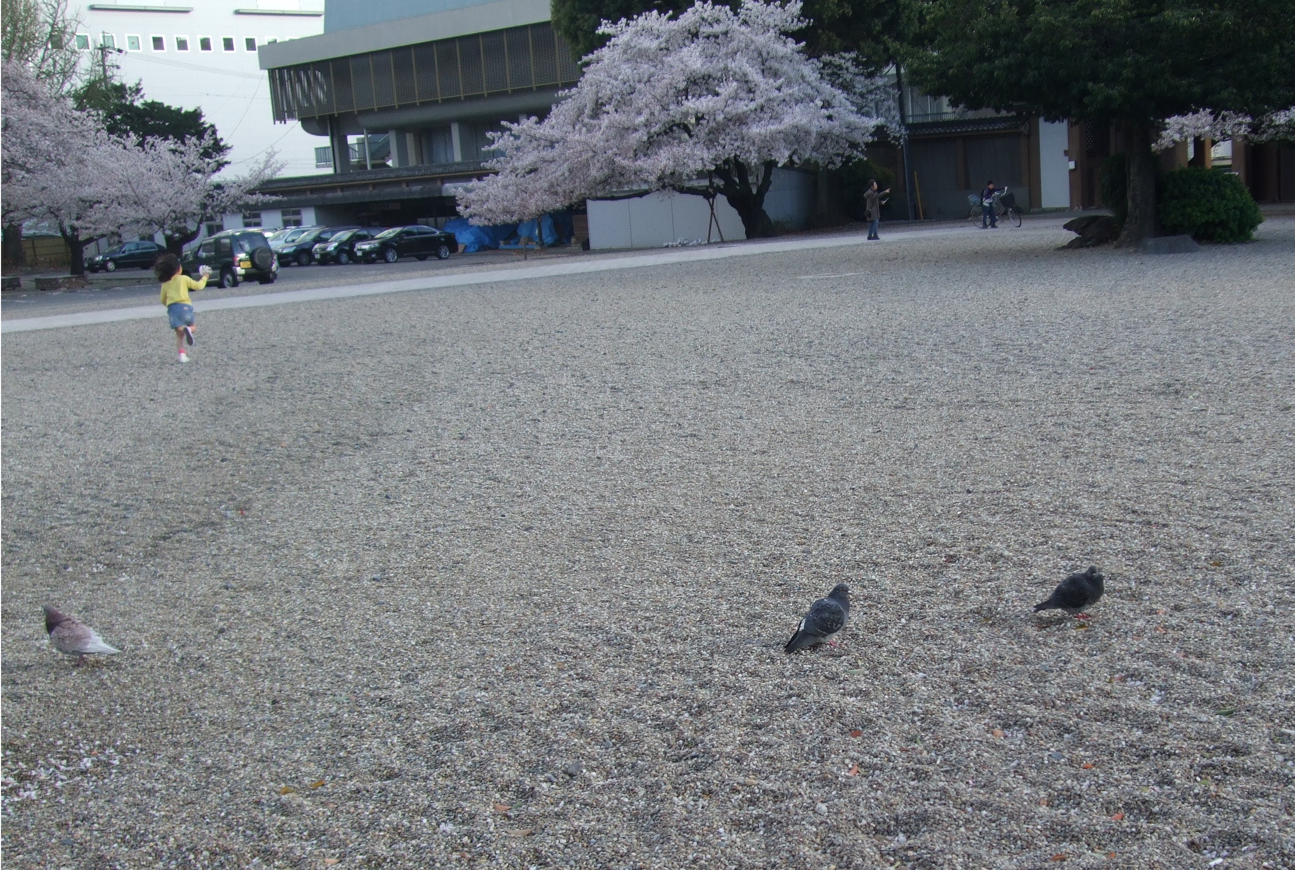 名古屋の東別院の「のんき」な鳩