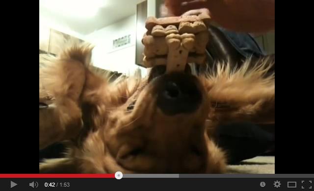 犬だって忍耐芸をするゴールデンレトリバー！２