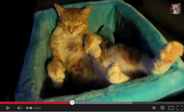 眠っている猫ちゃんの足が音楽にノッテいる