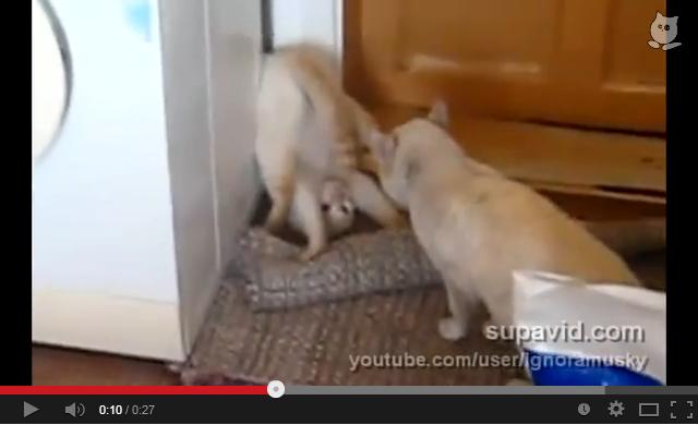 ファイティングポーズが逆立ちの子猫