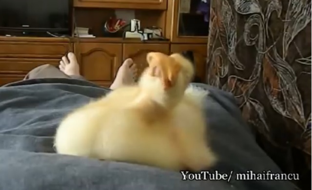 アヒルのいびきが凄かった件