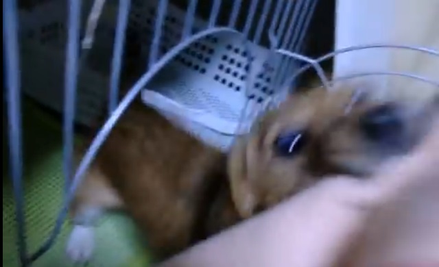 その必死さが可愛いワンちゃん