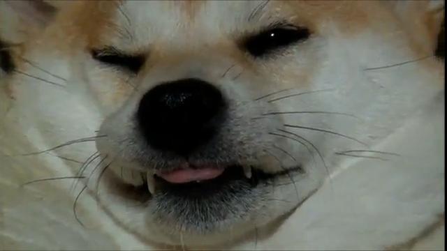 眠さが限界だろう柴犬に悪戯をしてみたかも…