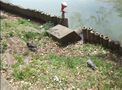 東海市の大池公園の「のどか」な鳩