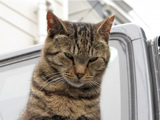 猫のＱ＆Ａへ