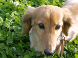 犬のＱ＆Ａへ